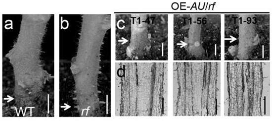 Tomato flooding-resistant gene RF and application thereof