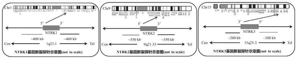 A kind of fish probe set and application thereof for detecting ntrk fusion