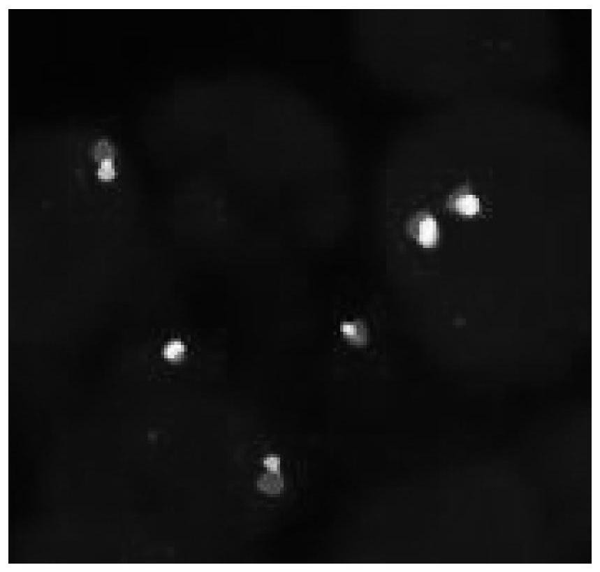 A kind of fish probe set and application thereof for detecting ntrk fusion