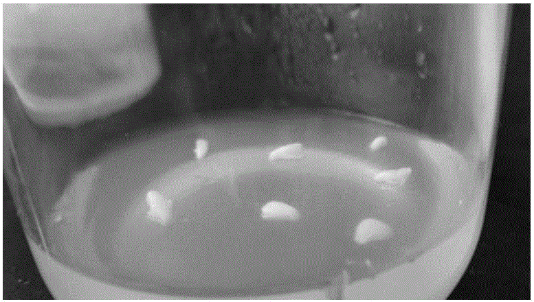 Method for increasing seedling rate and seedling survival rate of endangered plant Tibetan paeonia ludlowii