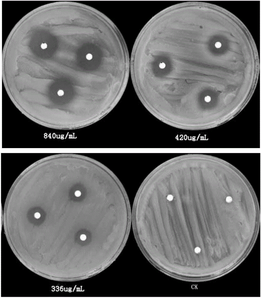 Method for controlling tobacco bacterial wilt through combination of Piriformospora indica with trichloroisocyanuric acid