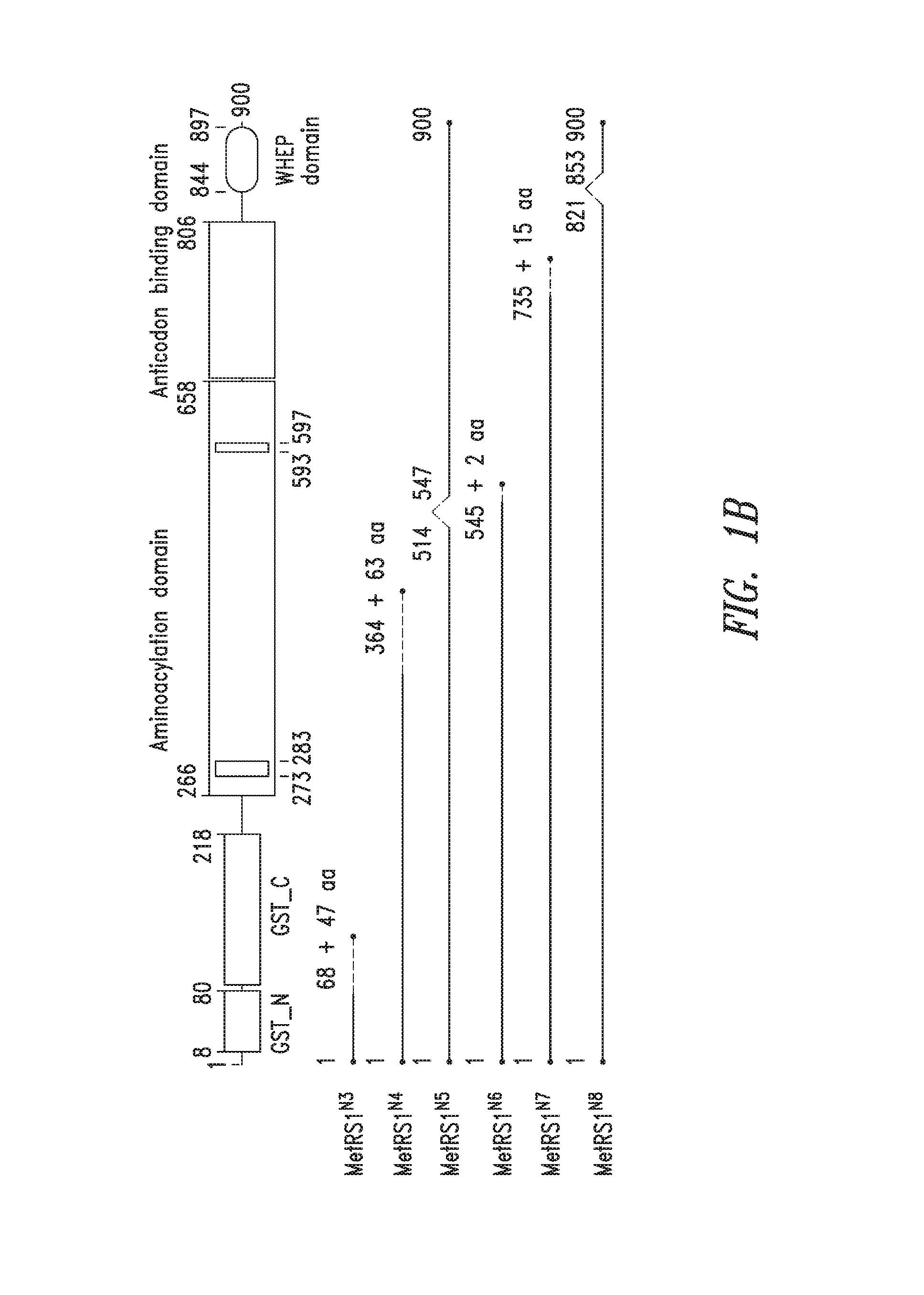 Innovative discovery of therapeutic, diagnostic, and antibody compositions related to protein fragments of methionyl-trna synthetases