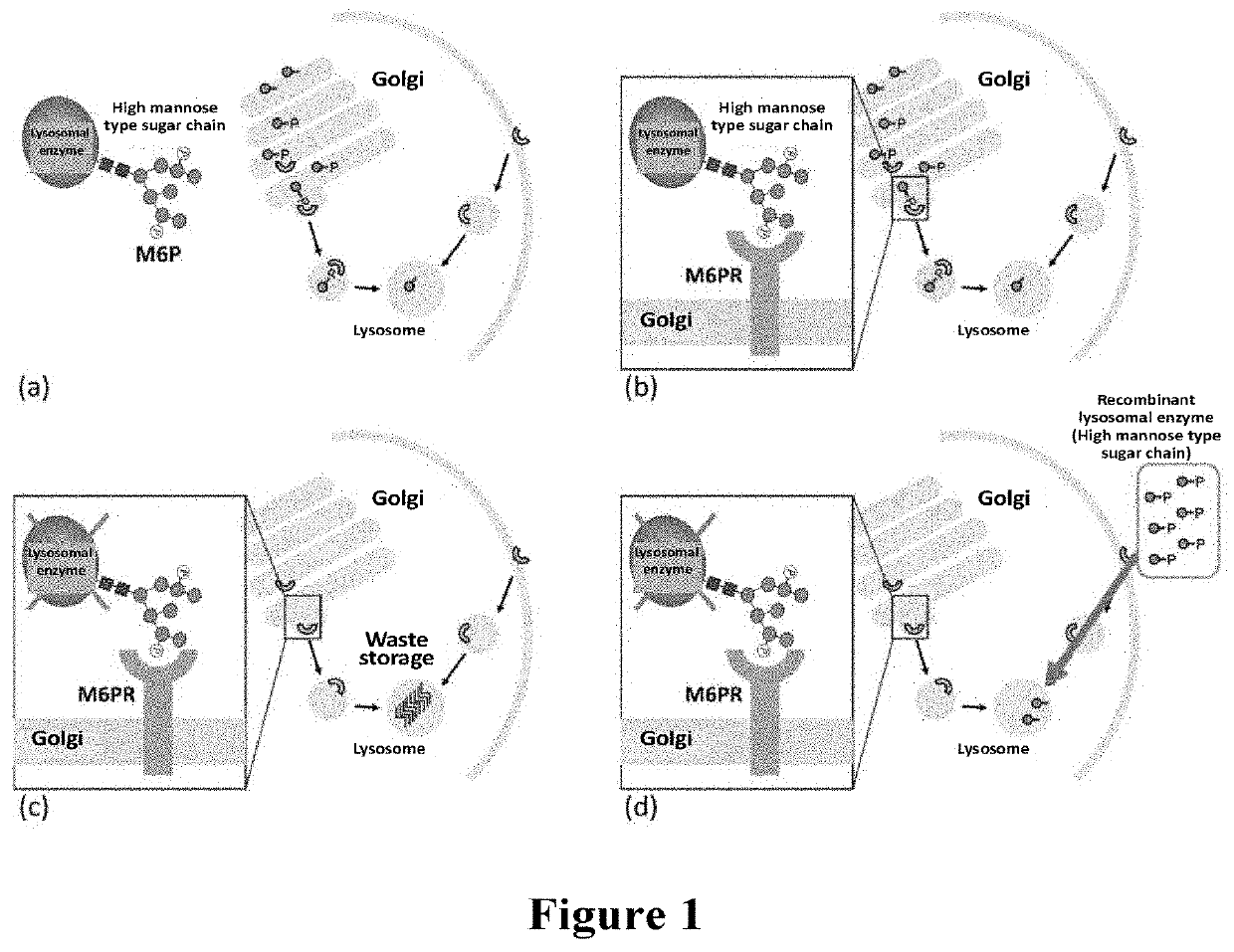 Animal cell strain and method for use in producing glycoprotein, glycoprotein and use thereof