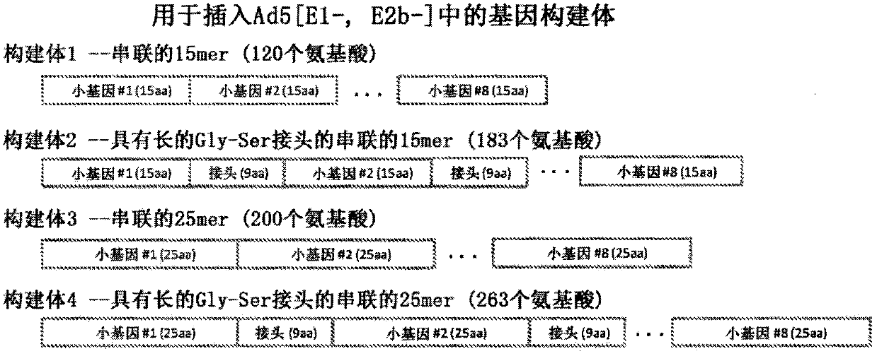 Sequence arrangements and sequences for neoepitope presentation