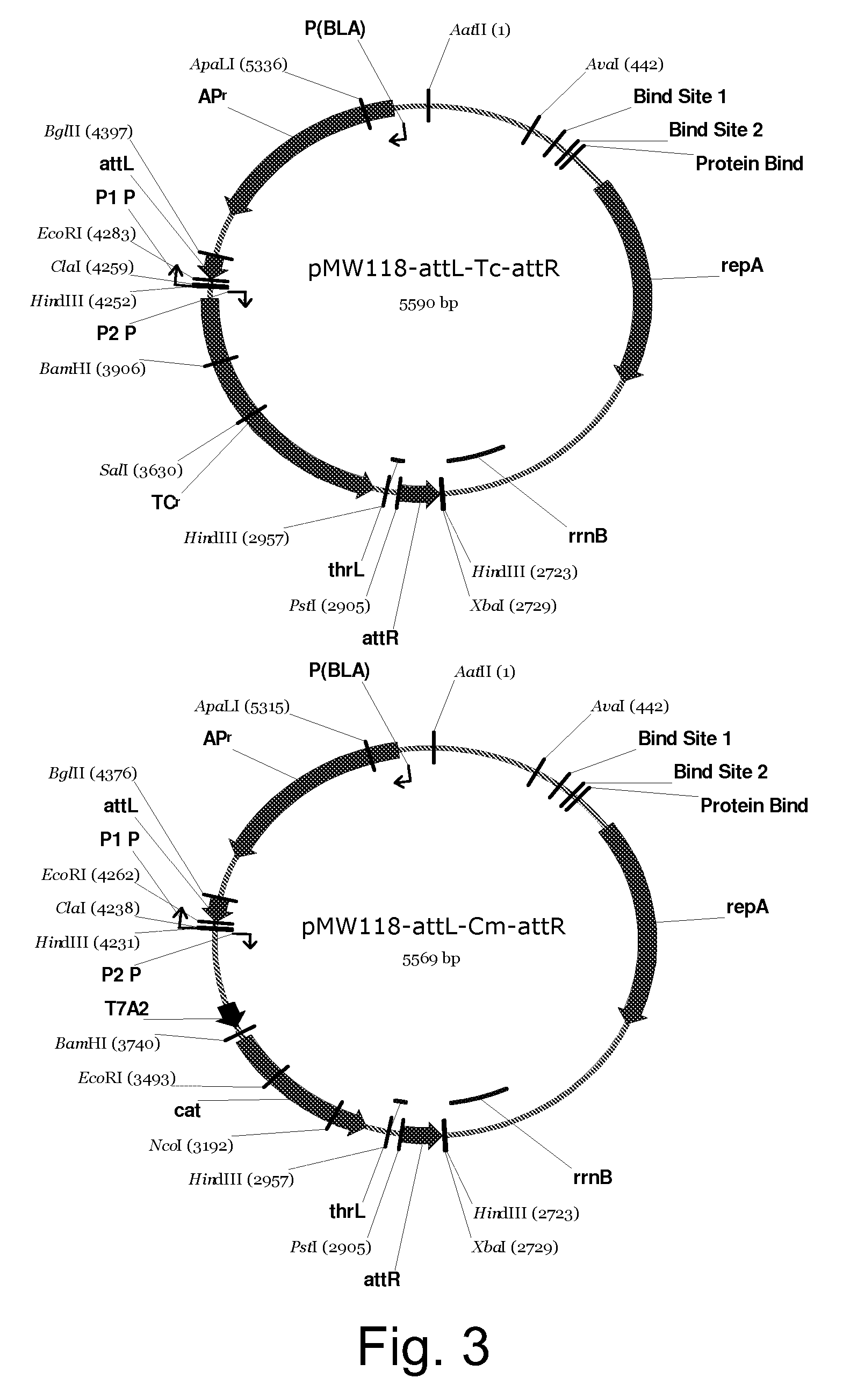 Method for producing l-lysine or l-threonine