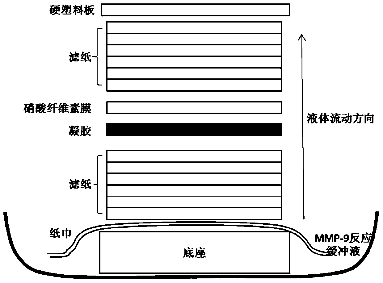 A method for detecting mmp-9 by using fluorescent zymogram imprinting technique