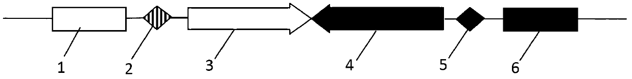 Recombinant expression vector pEGFP (Plasmid Enhanced Green Florescence Protein)-DsRed-BP and application thereof to detection of activity of phiC31 integrase in mammalian cell