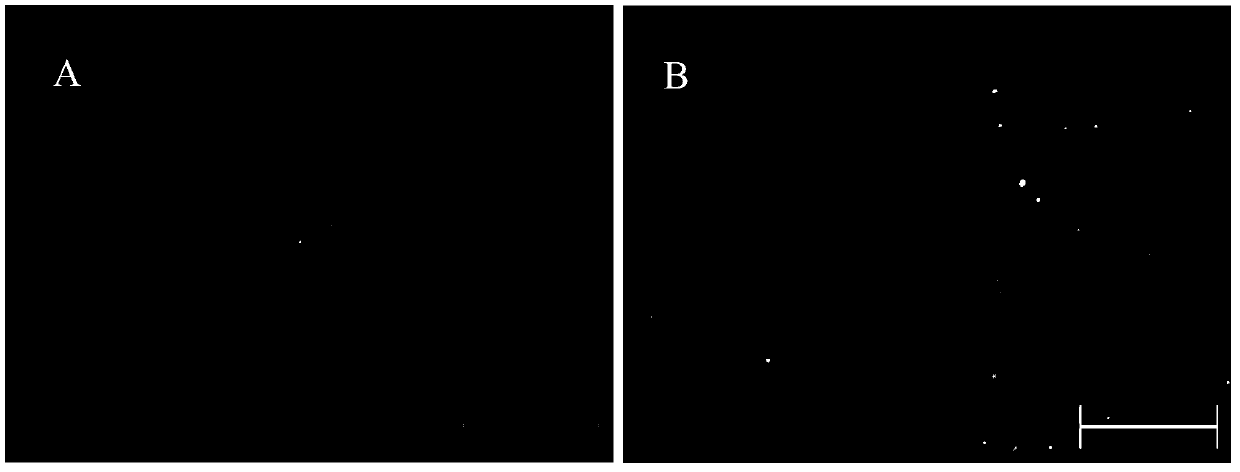 Recombinant expression vector pEGFP (Plasmid Enhanced Green Florescence Protein)-DsRed-BP and application thereof to detection of activity of phiC31 integrase in mammalian cell