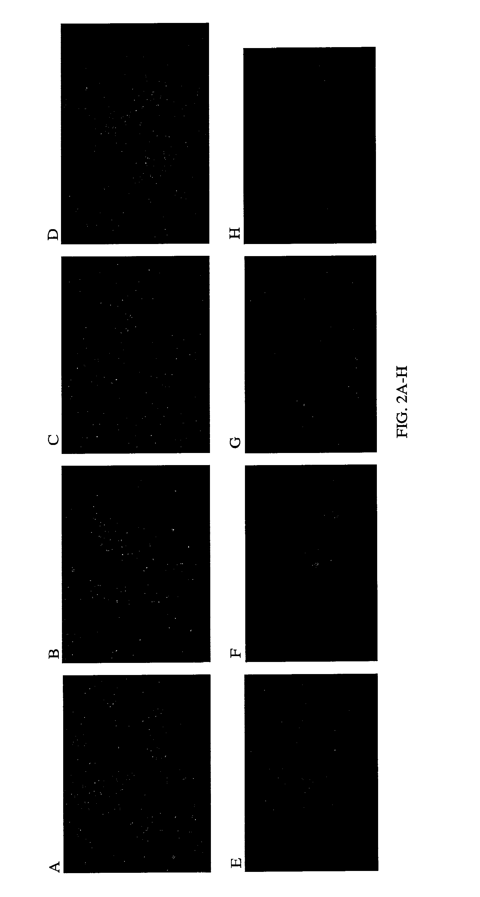 High potency recombinant antibodies, methods for producing them and use in cancer therapy