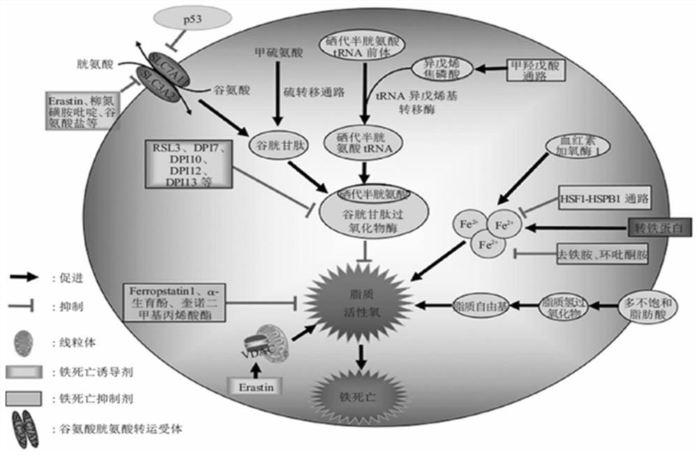 Uses of Ferroptosis Inhibitors