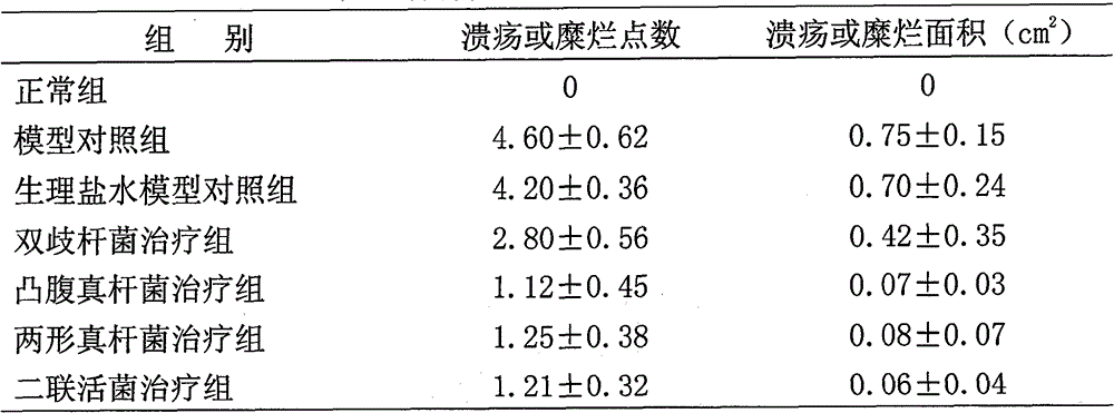 Eubacterium biforme preparation and use thereof