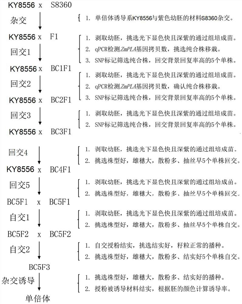 Breeding method and application of corn haploid induction line