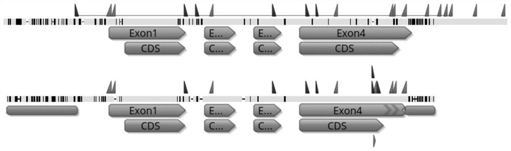 Breeding method and application of corn haploid induction line