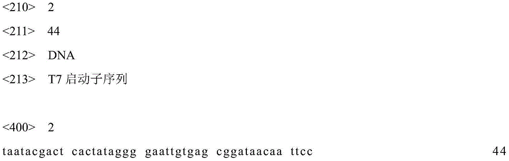 Genetic engineering bacterium for high-yield phloroglucinol as well as construction method and application of genetic engineering bacterium