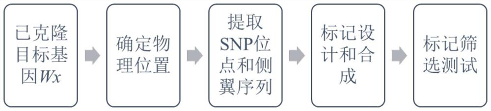 SNP molecular marker combination for detecting rice Wx gene and application of SNP molecular marker combination