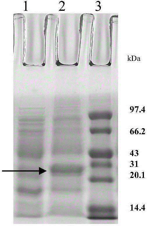 Mouse anti-human ZNF580 monoclonal antibody