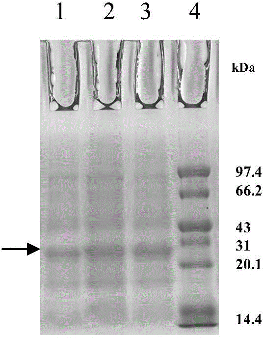 Mouse anti-human ZNF580 monoclonal antibody