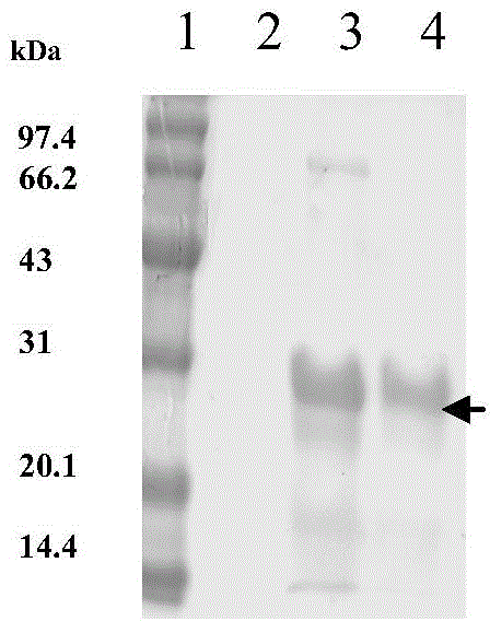 Mouse anti-human ZNF580 monoclonal antibody