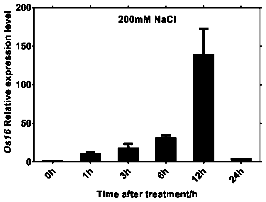 Rice salt stress resistance-related gene Os16 and coded protein and application thereof