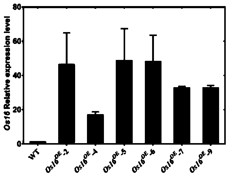 Rice salt stress resistance-related gene Os16 and coded protein and application thereof