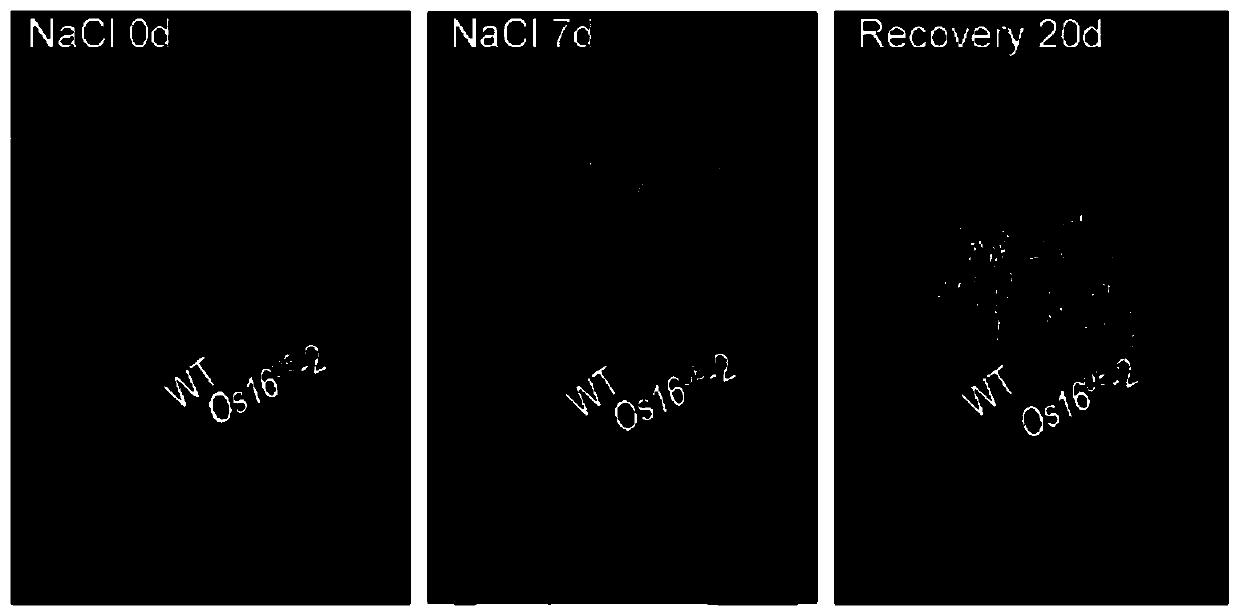 Rice salt stress resistance-related gene Os16 and coded protein and application thereof