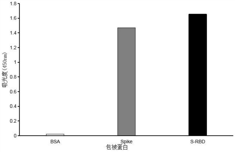 Monoclonal antibody for novel coronavirus virus SARS-CoV-2 spike protein RBD region and application of monoclonal antibody