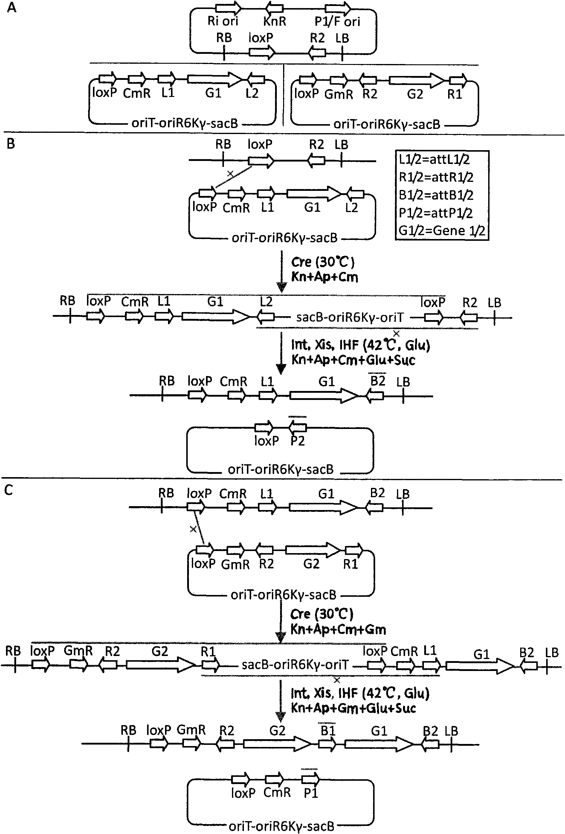 Method for constructing recombinant expression vector simultaneously expressing a plurality of genes