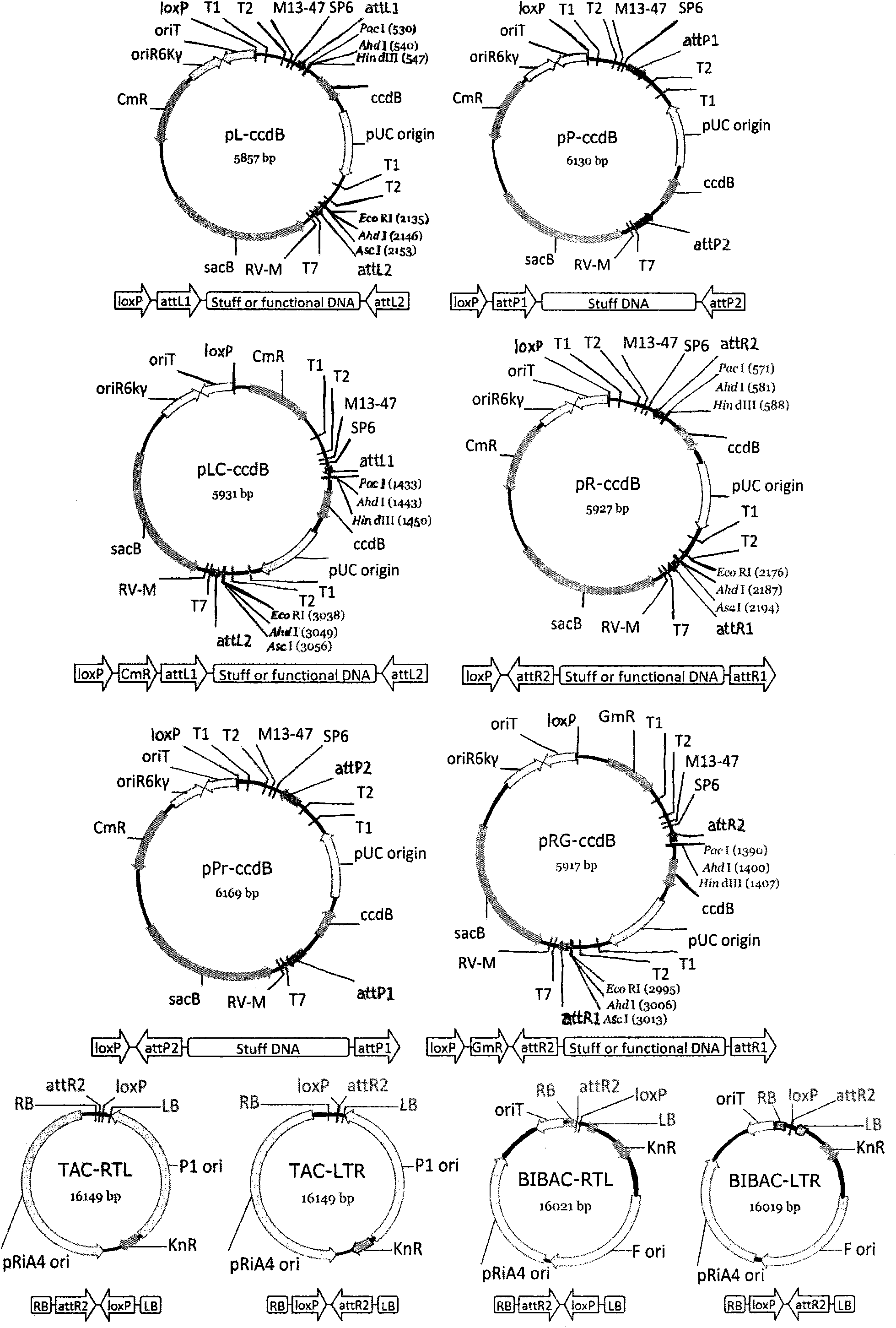 Method for constructing recombinant expression vector simultaneously expressing a plurality of genes