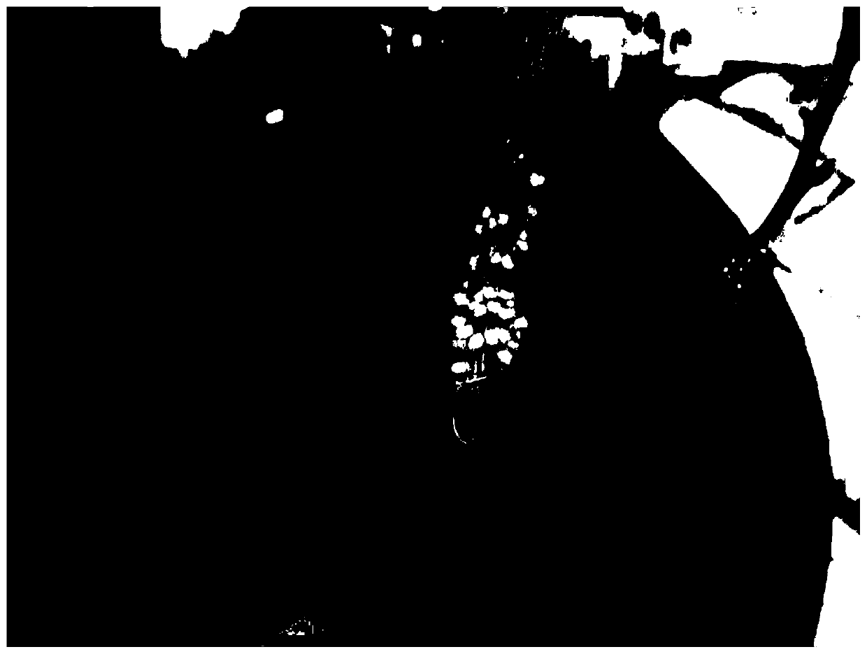 A kind of method that promotes linden hydroponic rooting