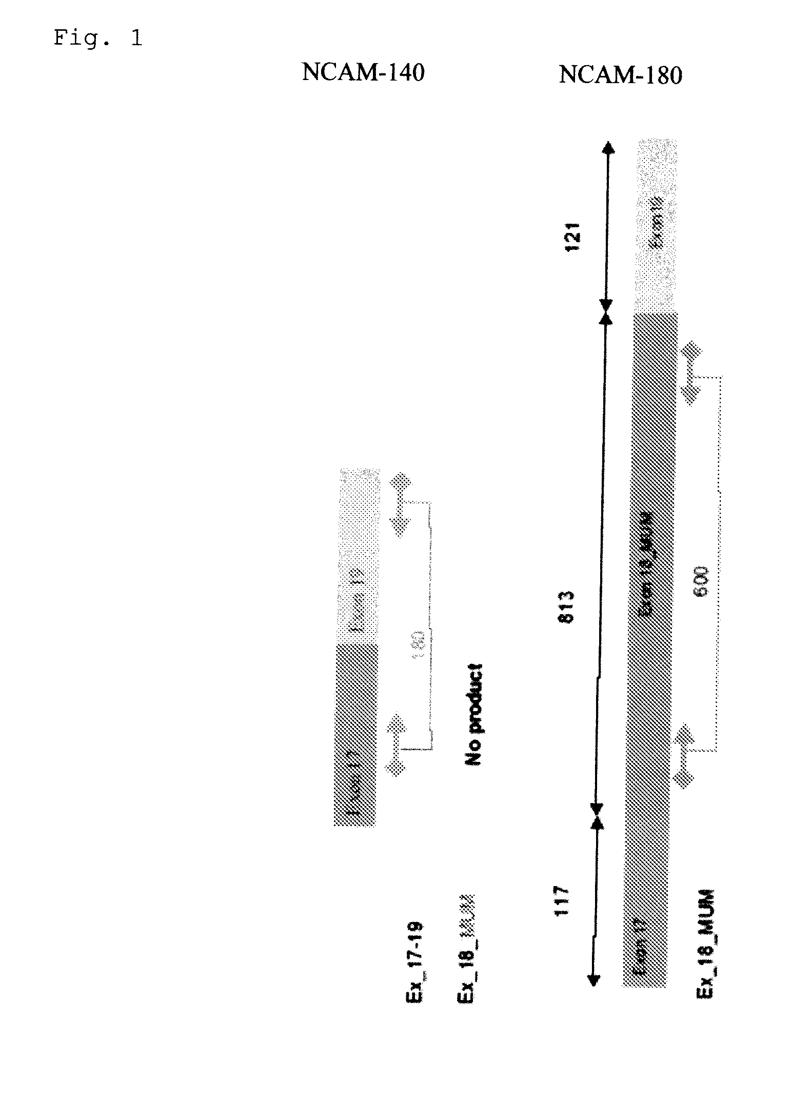 Small cell lung carcinoma biomarker panel