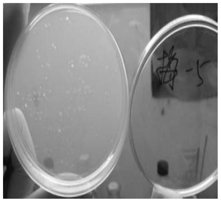 Bacillus subtilis m406 and its application in the preparation of bacteriocin and cellulase