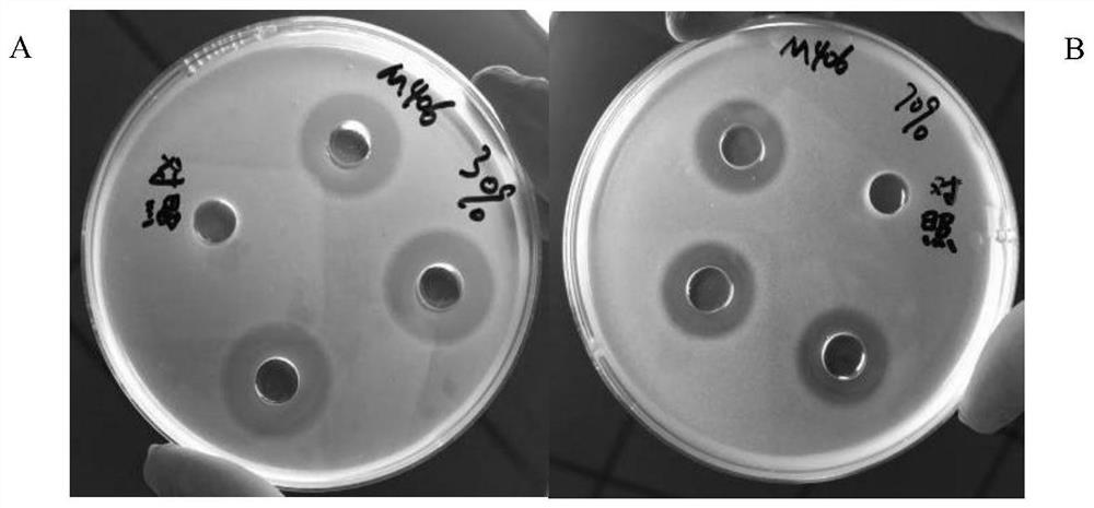 Bacillus subtilis m406 and its application in the preparation of bacteriocin and cellulase