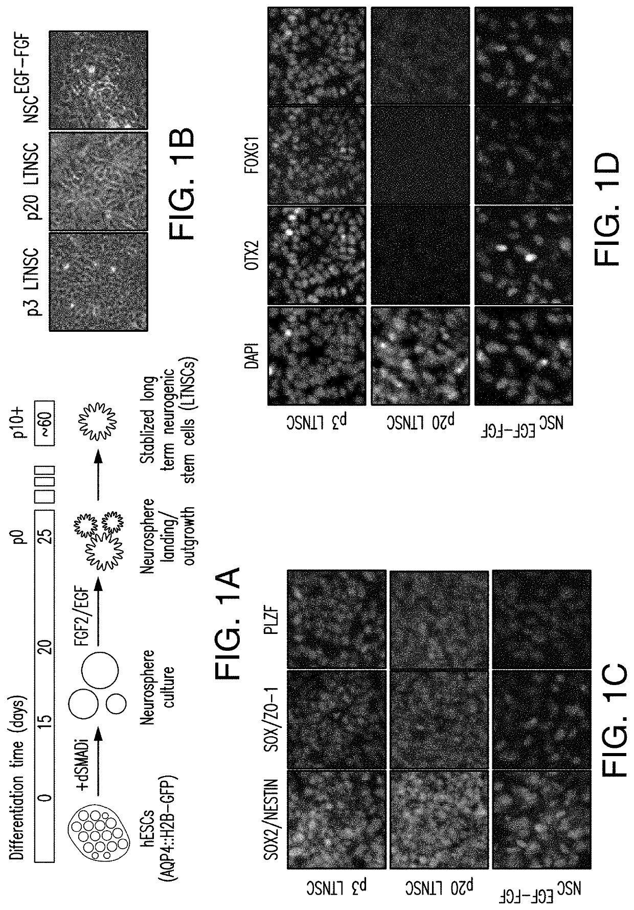 Stem cell-derived astrocytes, methods of making and methods of use