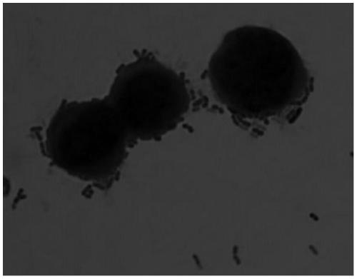 A kind of Lactobacillus plantarum that antagonizes Campylobacter jejuni and inhibits its flaa gene expression