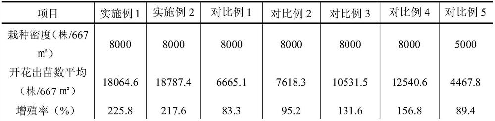 Planting method capable of realizing high seedling emergence and flowering rate of oreorchis patens