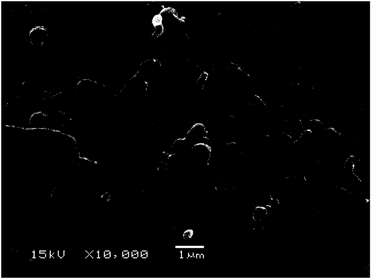 Marine micromonospora strain for fermenting to produce Rakicidin B and application thereof