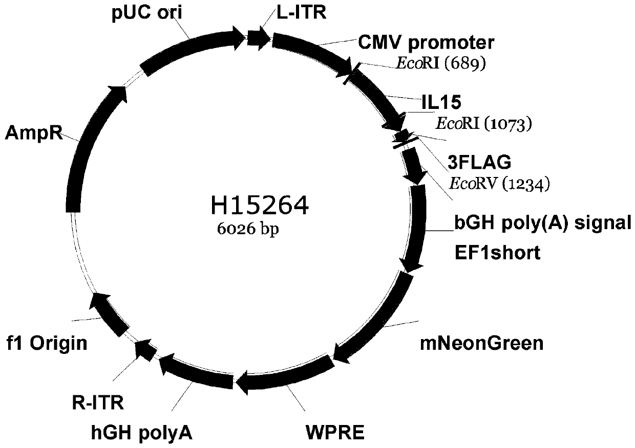 Construction method of humanized immune system mouse with NK cell and ADCC capacity