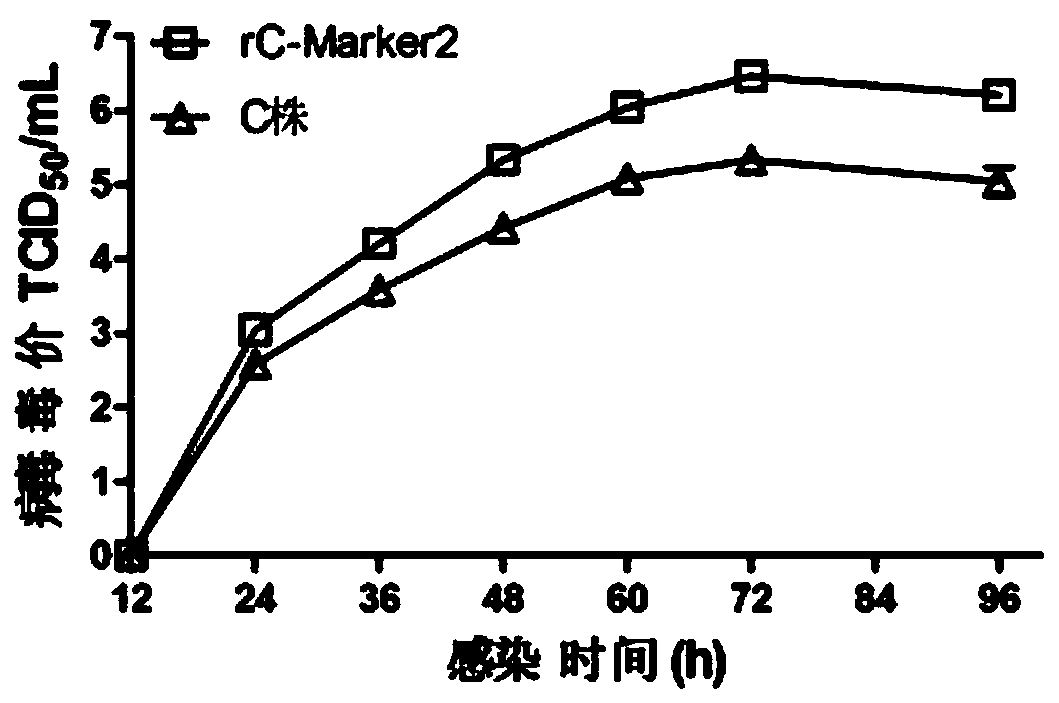 Constructing method of high-fecundity hog cholera attenuated-virus marking vaccine carrying type 2 BVDV-E&lt;rns&gt; gene