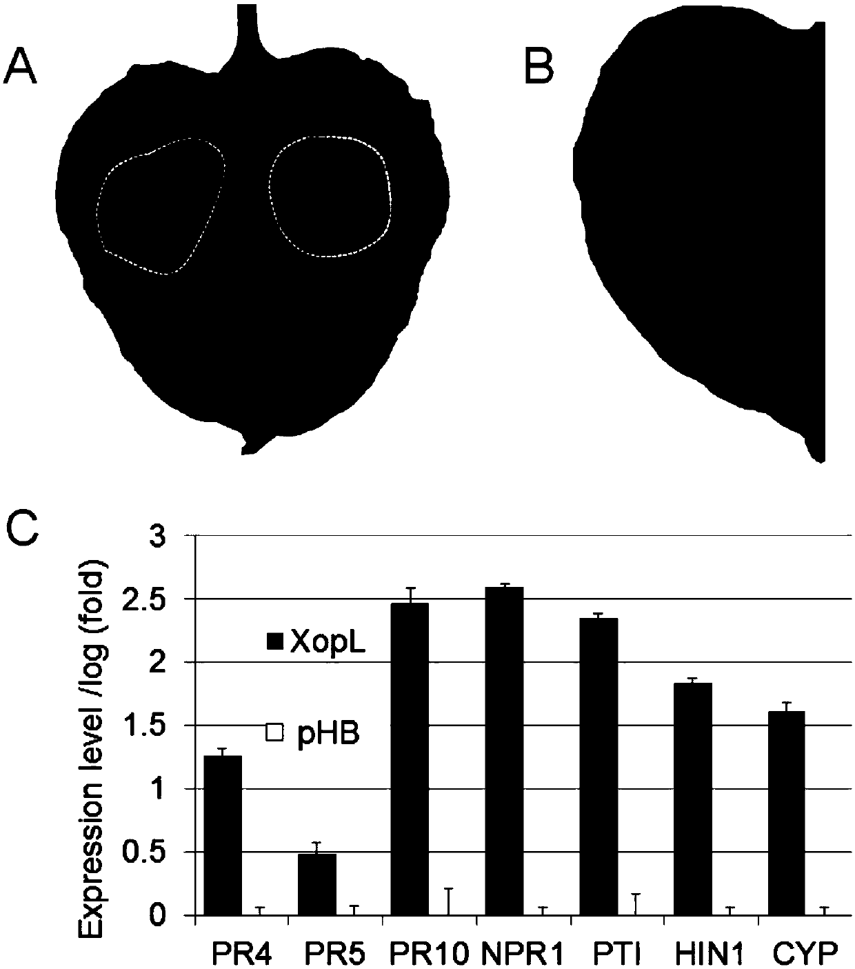 Tobacco ferredoxin capable of improving disease resistance of rice and coding gene of tobacco ferredoxin