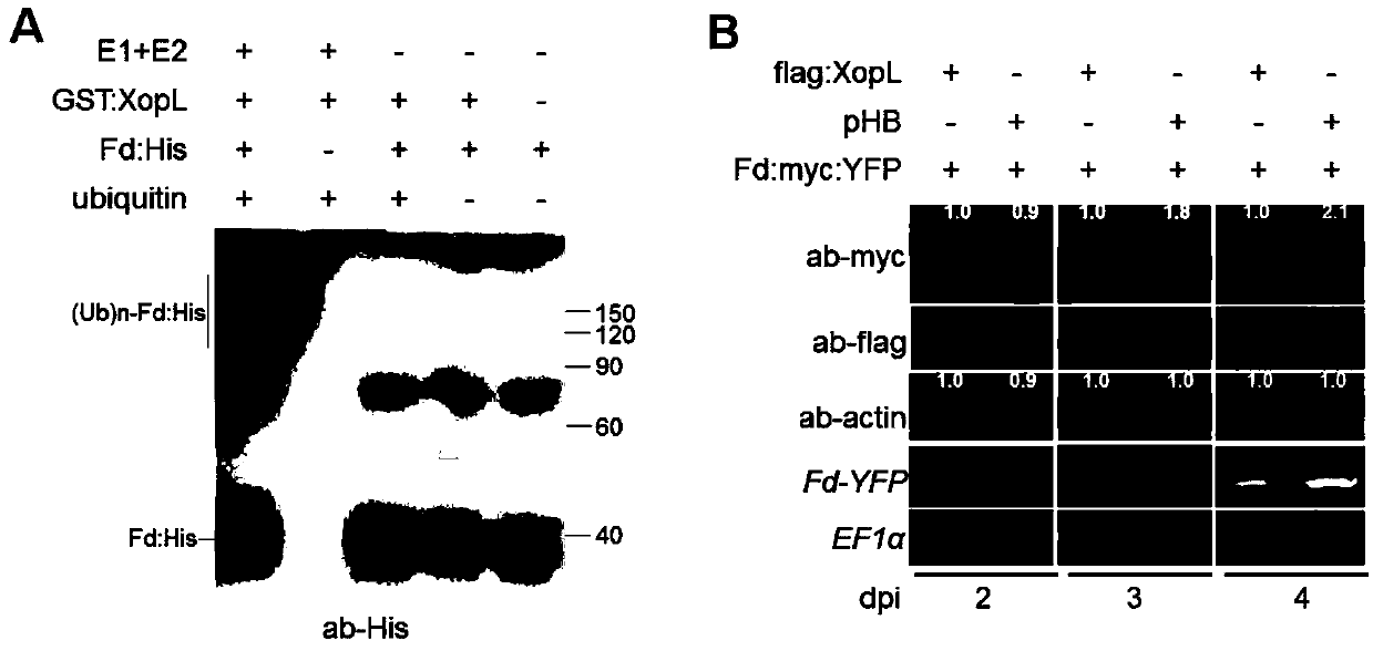 Tobacco ferredoxin capable of improving disease resistance of rice and coding gene of tobacco ferredoxin