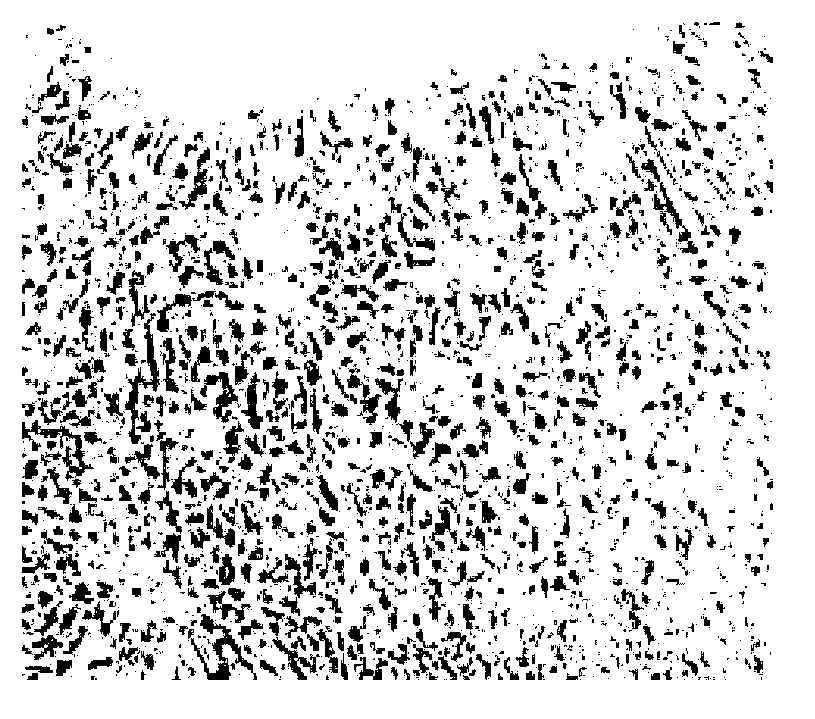 Method of embryonic stem cell differentiation into neurons by in vitro induction