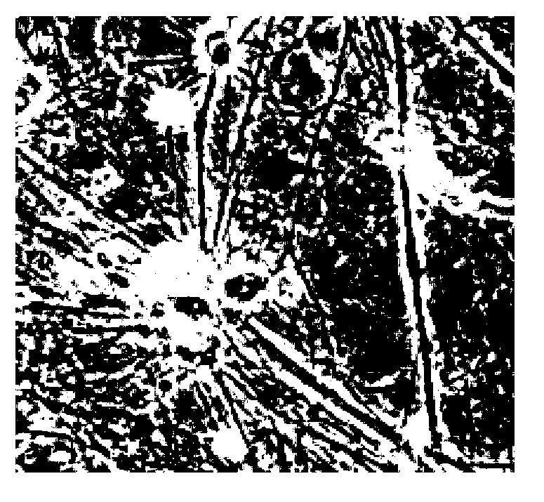 Method of embryonic stem cell differentiation into neurons by in vitro induction