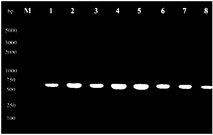 Expressing method and application of micromolecule thioesterase