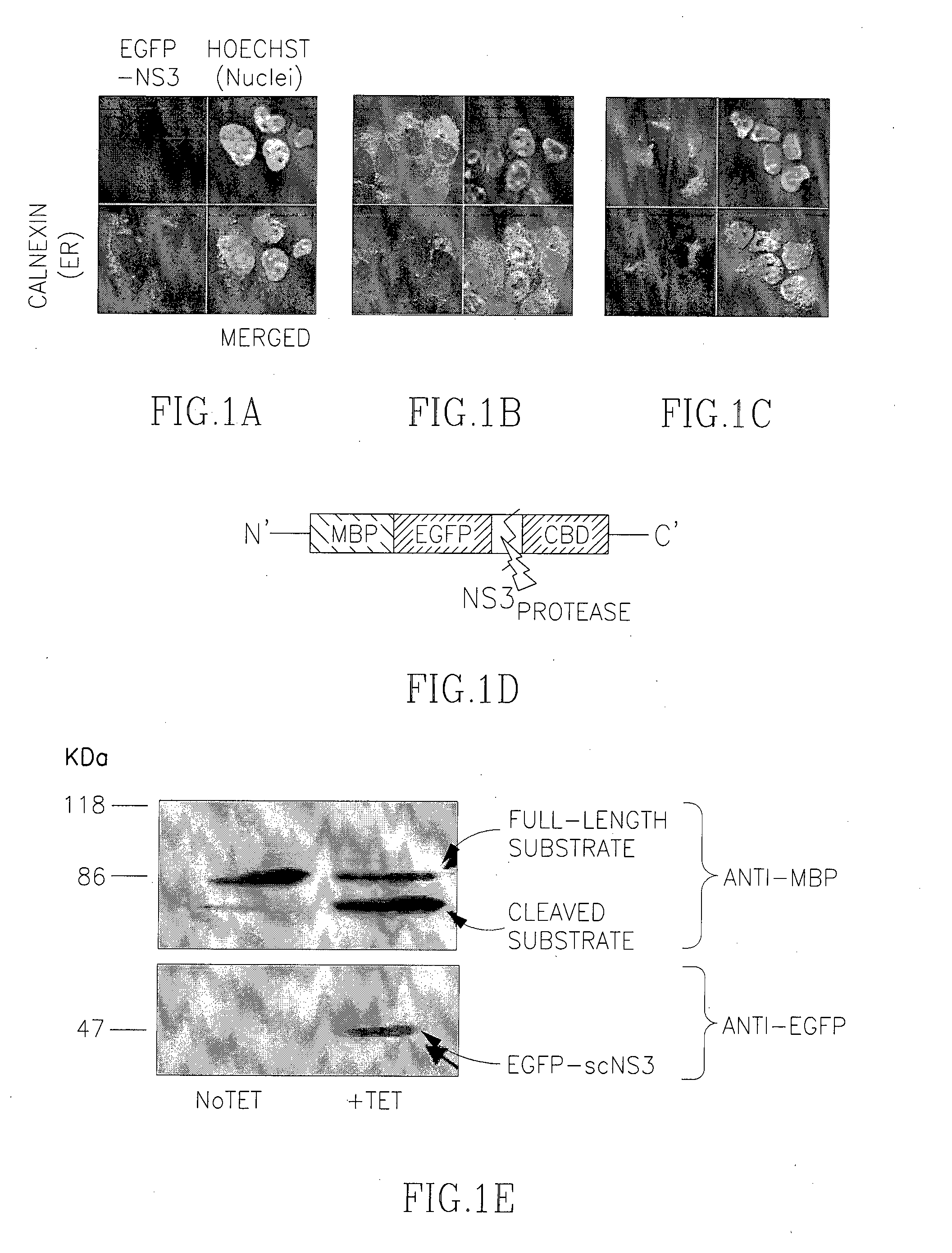 Activatable toxin complexes comprising a cleavable inhibitory peptide