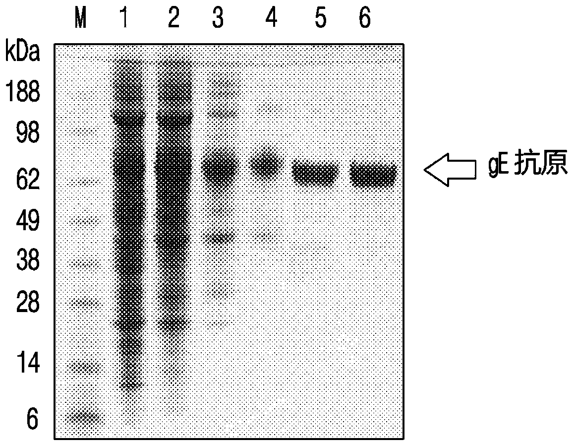 Vaccine adjuvant comprising lipopeptide-inserted liposome as effective ingredient and use thereof