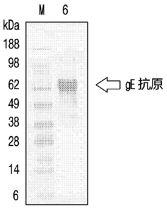 Vaccine adjuvant comprising lipopeptide-inserted liposome as effective ingredient and use thereof