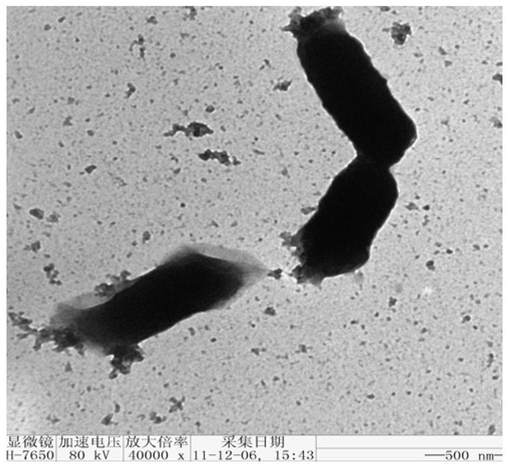 A kind of bacterial strain used for producing succinic acid by fermentation of biodiesel by-product crude glycerol and production method thereof