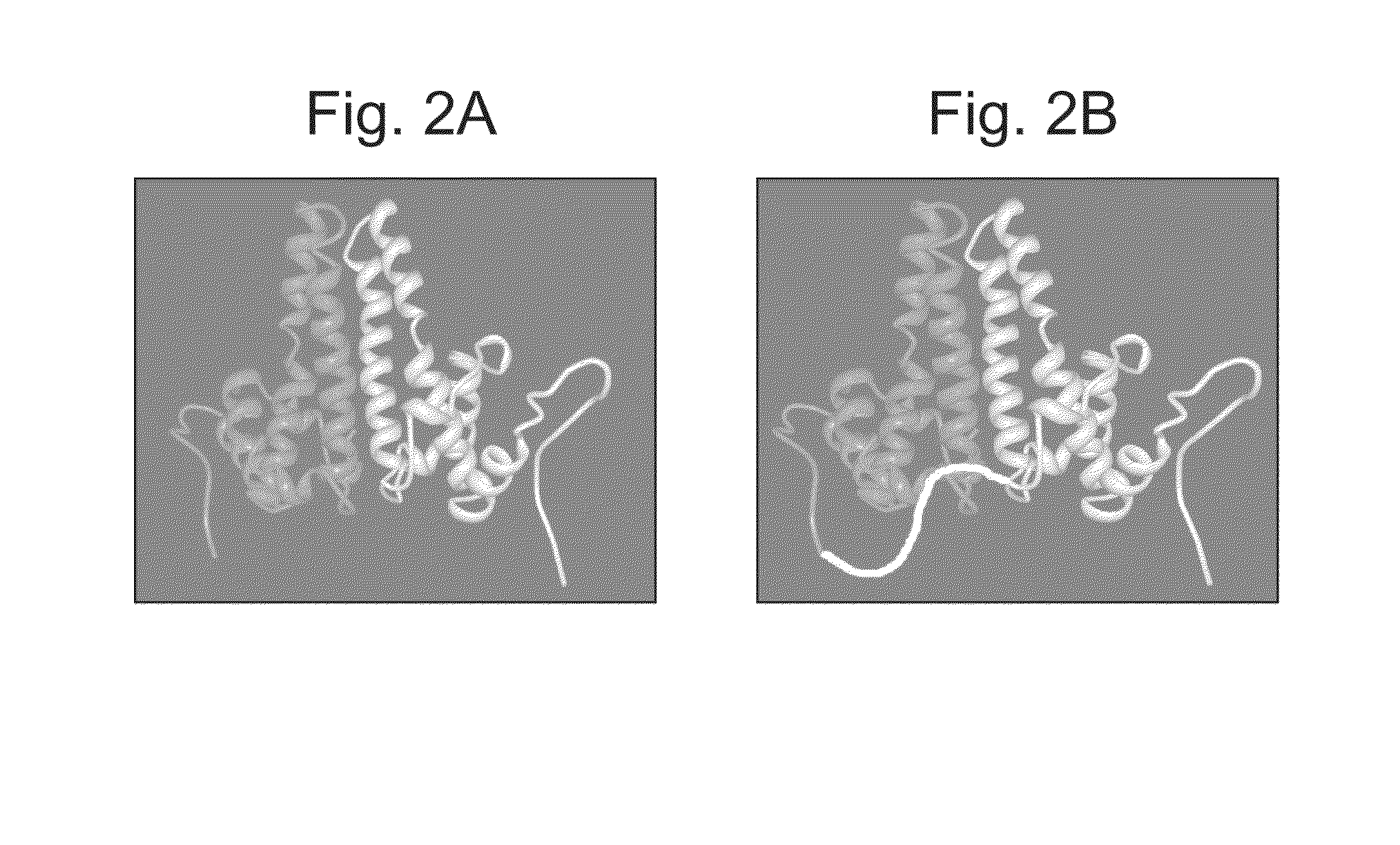 Antibody display