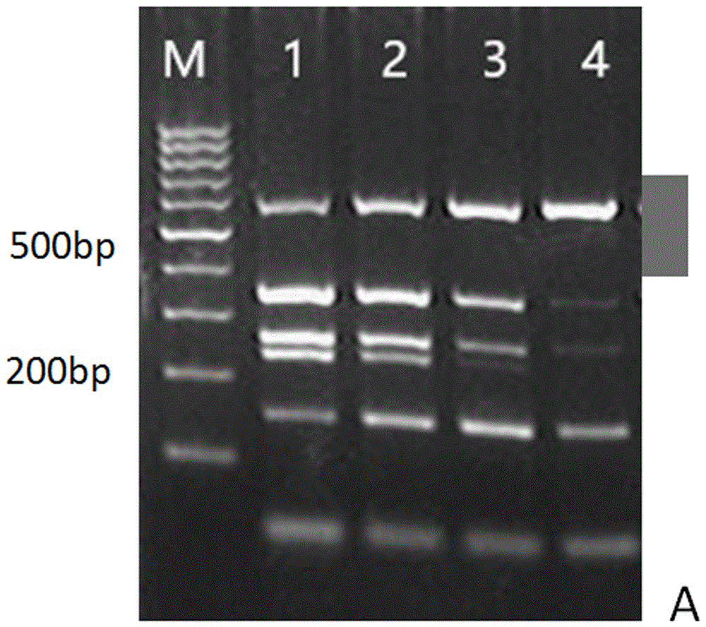 Quintuple PCR (polymerase chain reaction) detection method capable of detecting multiple pathogens simultaneously