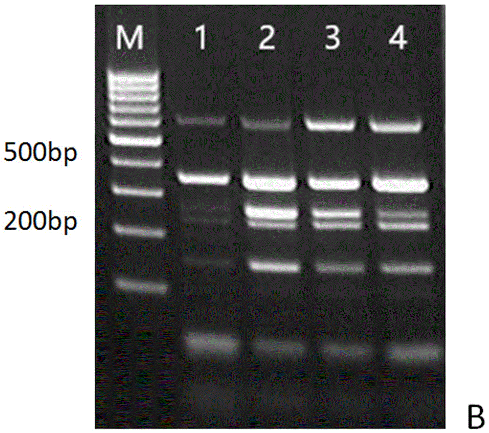 Quintuple PCR (polymerase chain reaction) detection method capable of detecting multiple pathogens simultaneously